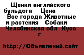 Щенки английского бульдога  › Цена ­ 60 000 - Все города Животные и растения » Собаки   . Челябинская обл.,Куса г.